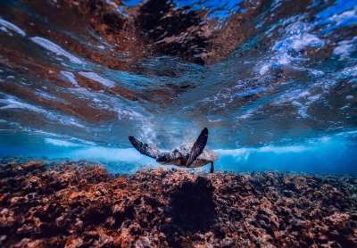 海 海洋 水下 龟 海上生活 游泳 珊瑚 水 野生动物