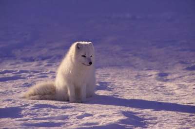 北极狼 毛皮 犬类 哺乳动物 户外 雪 白色的 冬天 狼