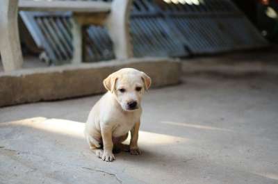 狗 小狗 可爱的 动物 年轻的动物 犬类 哺乳动物 国内的 家犬