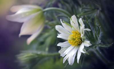 花 春天 盛开 花瓣 春天 春天 春天 春天 春天 花瓣