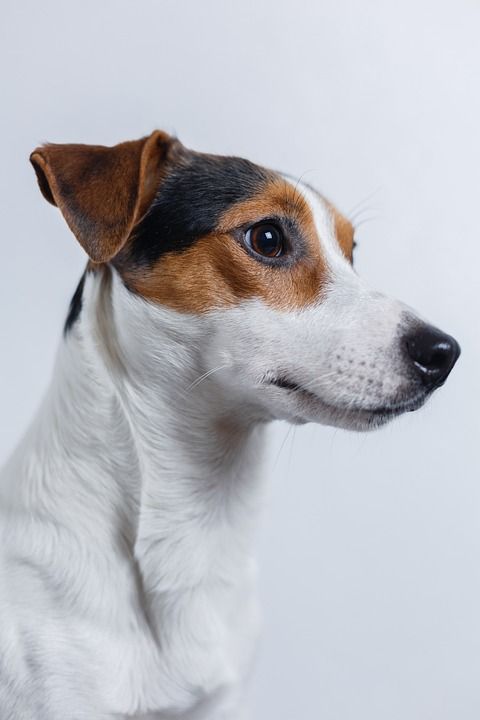 狗 杰克罗素 小猎犬 小狗 宠物 可爱的 动物 品种 内部的