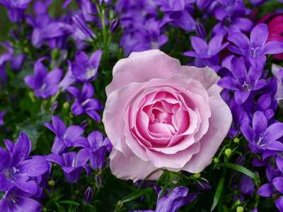 玫瑰 花朵 风信子 粉红玫瑰 玫瑰绽放 花瓣 玫瑰花瓣 盛开