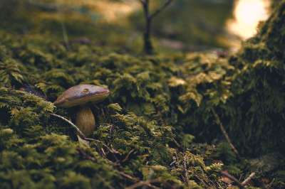 森林 蘑菇 菌 苔藓 光轴 户外的 植物 荒野 蘑菇 蘑菇