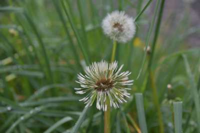 白鹭的Pisenlit 种子在风中飞行 蒲公英花 自然 野花 花草地