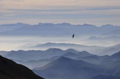 山 景观 早晨 云 多雾路段 鸟类 天空 户外 丘陵