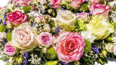 玫瑰 花朵 花束 玫瑰绽放 花瓣 玫瑰花瓣 盛开 开花 植物群