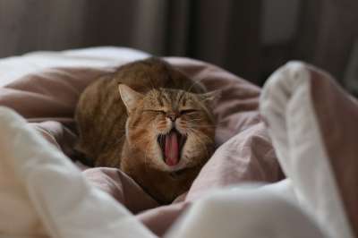 猫 打哈欠 困 我喜欢它 猫 猫 猫 猫 猫