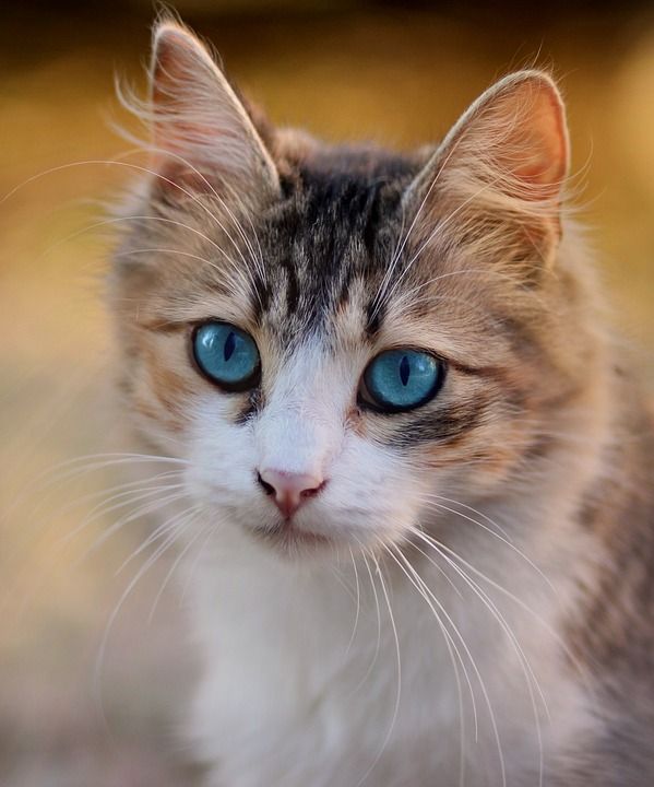 猫 蓝眼睛 宠物 猫科动物 猫的眼睛 棕色猫 棕色的眼睛
