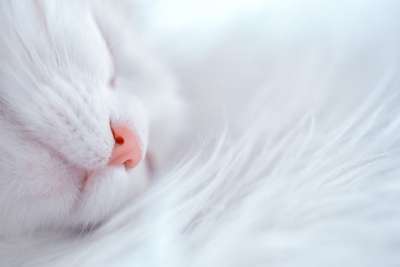 猫 睡觉 睡猫 蓬松的 甜的 安哥拉 雪 梦幻的 万卡特 猫