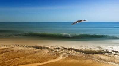 海鸥 海滩 夏天 海 沙 自由 地平线 鸟 景观 目的地