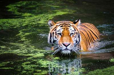 老虎 沼泽 大猫 野生猫 丛林 水 动物世界 动物肖像 捕食者