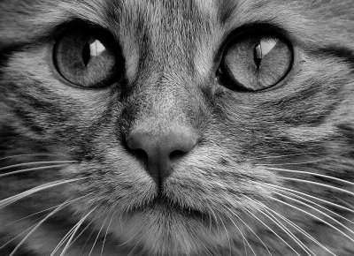 猫 宿醉 黑和白 可爱的 鲭鱼 老虎 舒适 动物 家猫 毛皮