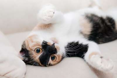 猫 猫科动物 动物 宠物 俏皮的 顽皮猫 基蒂 国内的 国内的猫