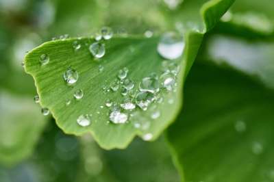银杏 叶子 露 露滴 雨滴 湿的 银杏叶 孔雀草 绿色 植物