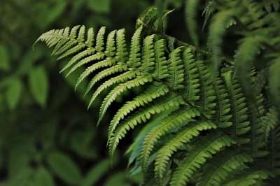 绿色 蕨类植物 植物群 植物 植物学 热带雨林 丛林 森林