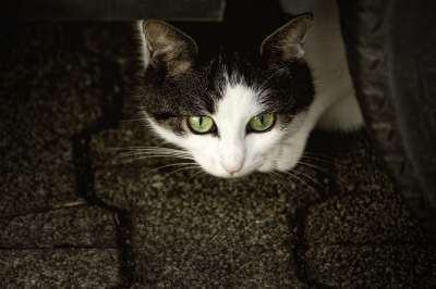 猫 宠物 动物 国内的猫 猫科动物 哺乳动物 可爱的 肖像