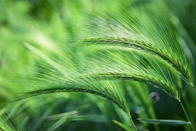 狐尾大麦 植物 草 春天 原野 自然 植被 草地 特写 植物