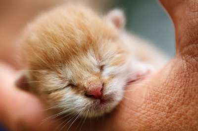小猫 猫科动物 动物 婴儿 猫 国内的 基蒂 新生 宠物 睡眠