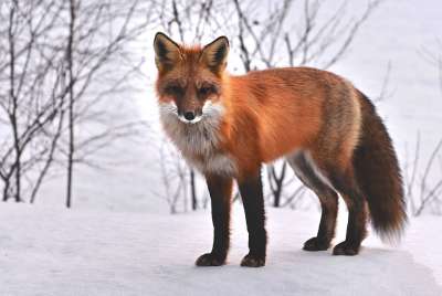 狐狸 自然 动物 Roux 动物区系 野生动物 雪 狐狸 狐狸