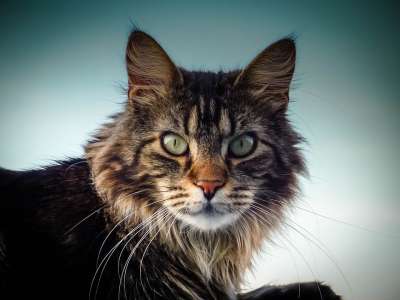 缅因猫 猫 眼睛 鼻子 看法 关闭 头部图 动物 警惕的 潜伏