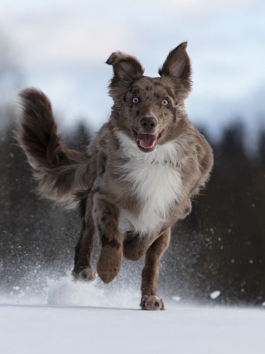 狗 澳大利亚牧羊犬 跑步 雪 户外 宠物 纯种 国内的 哺乳动物