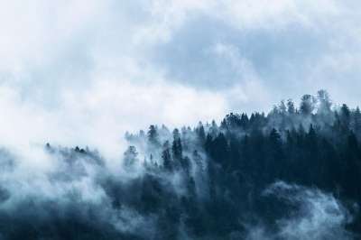 多雾路段 森林 针叶树 树木 针叶 针叶林 有雾的 阴霾 薄雾