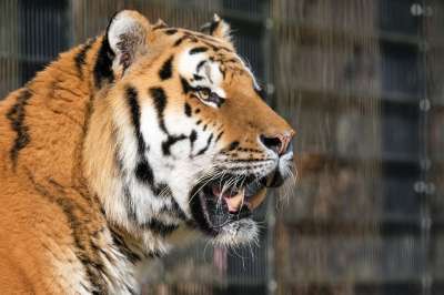 老虎 捕食者 大猫 危险的 动物 野猫 猫 虎头 怒吼