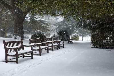 冬天 雪 公园 寒冷的 自然 景观 冻结 白色的 户外 树木