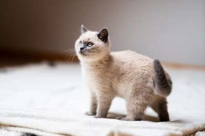 猫 小猫 宠物 动物 猫科动物 国内动物 可爱的 毛皮