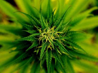 大麻 盛开 绿色 工厂 大麻 大麻 大麻 大麻 大麻 工厂