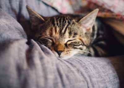 猫 宠物 猫科动物 动物 毛皮 睡觉 基蒂 国内的 放松