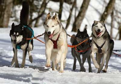 哈士奇 小狗 种族 雪橇犬赛车 雪 雪橇犬 跑步 犬科动物