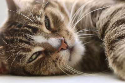 猫 宿醉 猫眼 晶须 家猫 家畜 猫 猫 猫 猫 猫