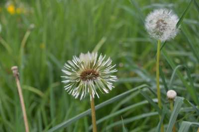 白鹭的Pisenlit 种子在风中飞行 蒲公英花 自然 野花 花草地