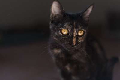 梅莱 猫 动物 猫科动物 小猫 基蒂 肖像 毛皮 胡须