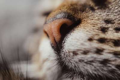 猫 鼻子 细节 枪口 胡须 特写 毛皮 肖像 动物 猫鼻子
