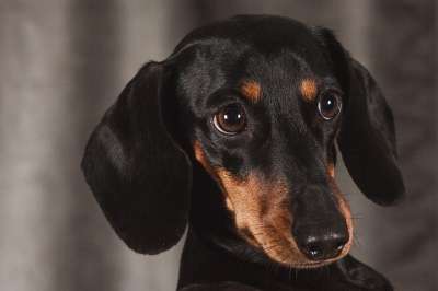 狗 腊肠犬 动物 视线
