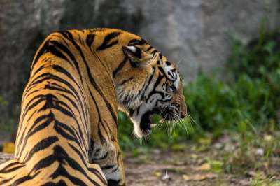老虎 猫 大猫 动物 捕食者 怒吼 野生动物 动物园 嘴 牙齿