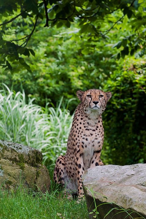猎豹 动物 野生动物 哺乳动物 大猫 捕食者 动物群 荒野