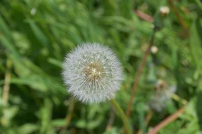 白鹭的Pisenlit 种子在风中飞行 蒲公英花 自然 野花 花草地