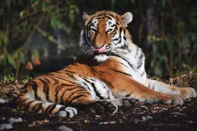 老虎 西伯利亚虎 大猫 捕食者 食肉动物 野猫 猫 动物 荒野