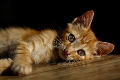 猫 宠物 猫科动物 小猫 胡须 国内的 可爱的 动物 毛皮