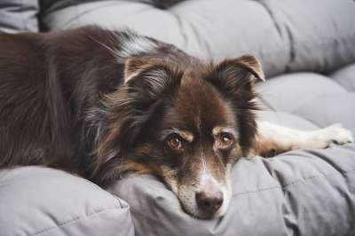 澳大利亚牧羊犬 狗 宠物 犬类 动物 说谎 毛皮 鼻子 哺乳动物