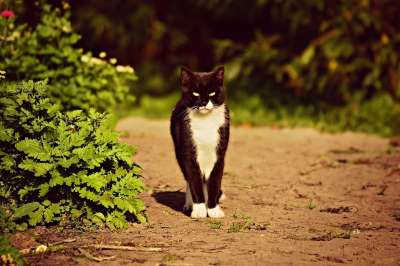 猫 宠物 猫科动物 动物 毛皮 胡须 基蒂 哺乳动物 国内的