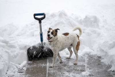 雪铲 狗 雪 露台 挖掘出来的 犬类 可爱的