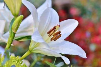 花 百合 植物学 开花 盛开 蕊 雌蕊 春天 自然 生长