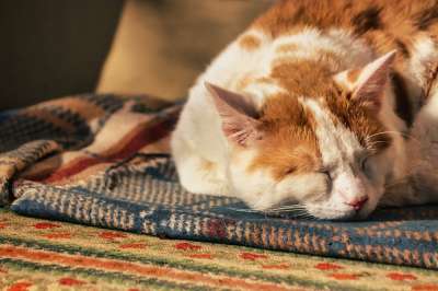 猫 睡觉 小憩 国内动物 毛皮 放松 动物 猫 猫 猫 猫