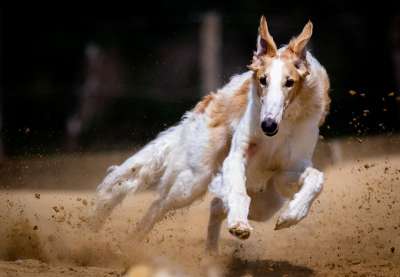 狗 犬类 种族 跑步 赛狗 比赛路线 打猎 猎犬 匆忙