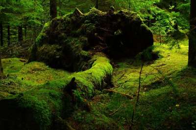 森林 苔藓 自然 郁郁葱葱 绿色 植被 绿化 树木 林地 户外
