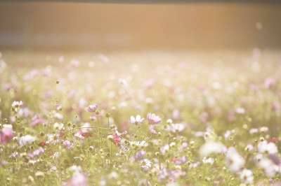 波斯菊花 花朵 草地 自然 夏天 花场 棕色的性质 棕色的花